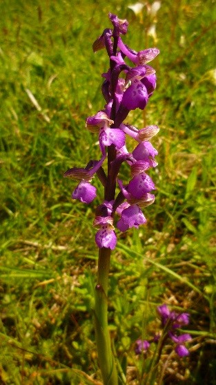 orchis morio picta